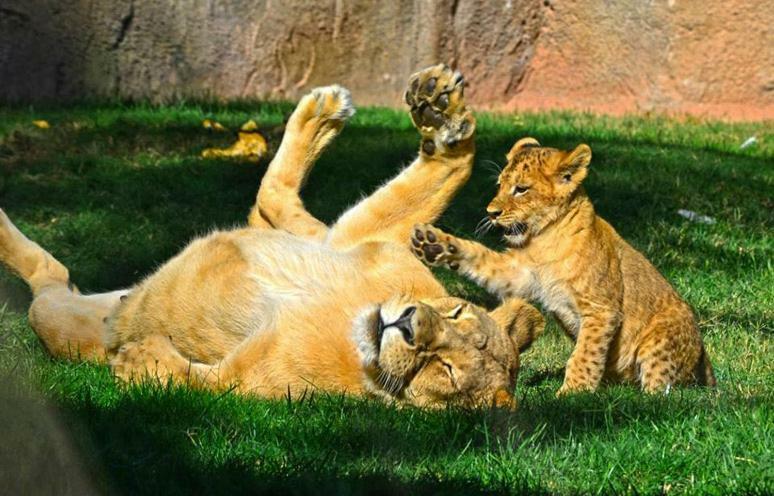 Bioparc Metro Valencia Leilighet Eksteriør bilde